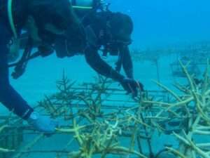 species conservation